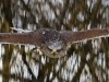 Steinadler im Sturzflug