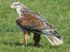Steinadler