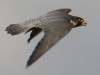 Wanderfalke im Flug