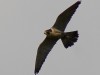 Wanderfalke im Flug
