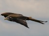 Rotmilan im Flug