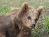 Braunb�r