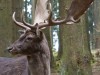 Damhirsch