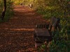 Herbstlicher Weg