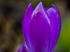 Krokus