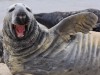 Grey seal