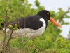 Oystercatchers in Grün