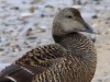 Eider