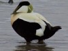 Eider drake