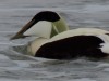 Floating eider duck