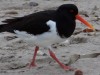 Oystercatchers on the beach