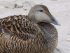 Eider duck in the sand
