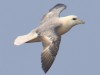 Fulmar in flight