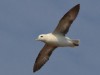 Fulmar