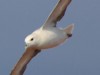 Portrait of a Fulmar