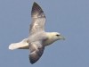 Profile of the fulmar