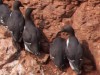 Guillemots