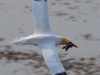 ¶ BasstÃ lpel in flight