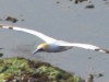 Flying low