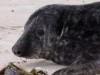 Grey seal on the DÃ ¼ ne I