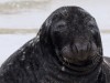 Grey seal on the DÃ ¼ ne II