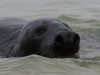 Grey seal in front of DÃ ¼ ne