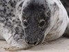 Grey seal on the DÃ ¼ ne III