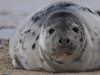 Grey seal on the DÃ ¼ ne IV