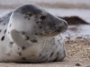 Grey seal on the DÃ ¼ ne V