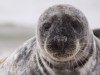 Grey seal on the DÃ ¼ ne VI