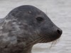 Grey seal on the DÃ ¼ ne VII