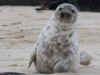Grey seal on the DÃ ¼ ne VIII