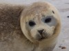 Grey seal on the DÃ ¼ ne IX