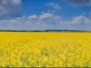 Rapp campo