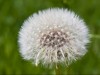 Pusteblume