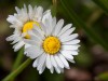 G�nsebl�mchen
