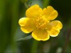 Butterblume